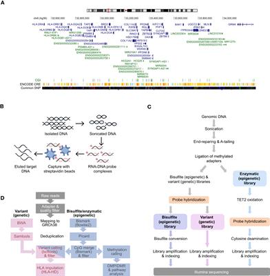 Simultaneous detection of DNA variation and methylation at HLA class II locus and immune gene promoters using targeted SureSelect Methyl-Sequencing